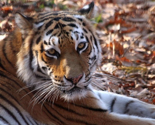 ver-tigre-siberiano