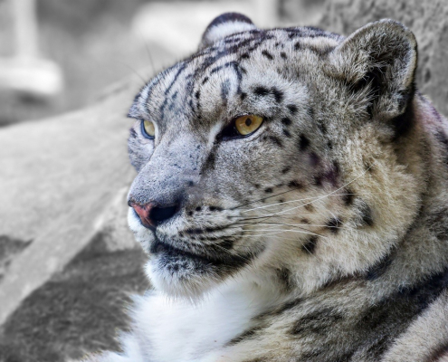 leopardo-de-las-nieves-viaje