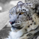 leopardo-de-las-nieves-viaje